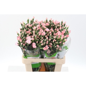 Dianthus TR 'Solomio Cas'
