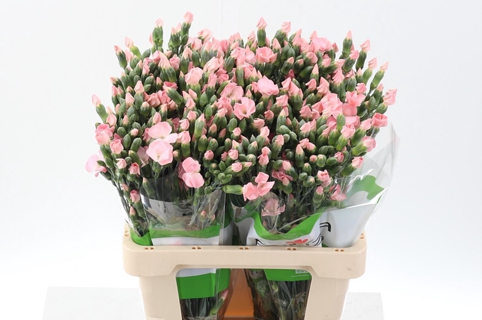<h4>Dianthus TR 'Solomio Cas'</h4>