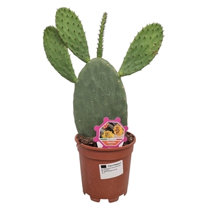 OPUNTIA