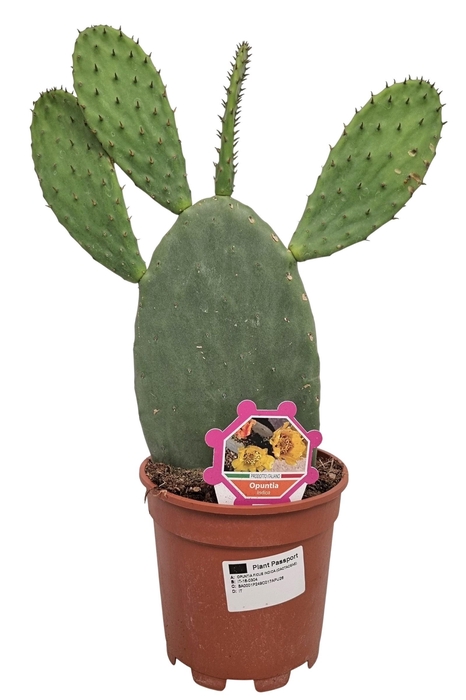 <h4>OPUNTIA</h4>