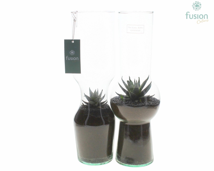 <h4>Green Bottle Man en Vrouw Large met Haworthia</h4>