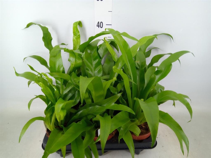 <h4>Asplenium antiquum</h4>