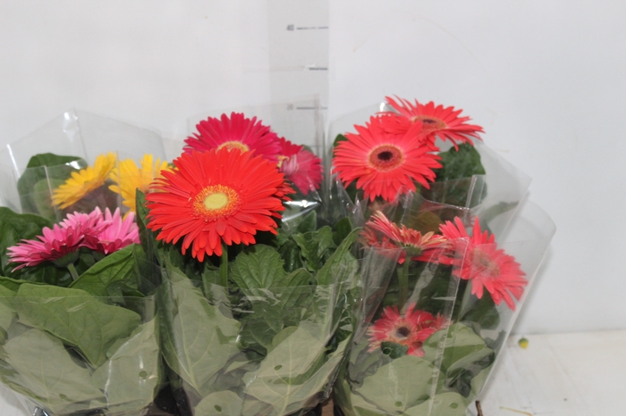 <h4>GERBERA P14 PREMIUM</h4>