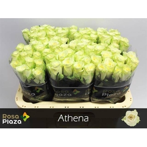 R GR ATHENA