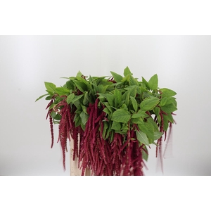 Amaranthus Hang Rood