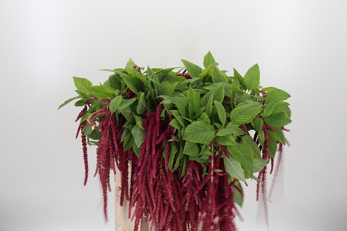 <h4>Amaranthus Hang Rood</h4>