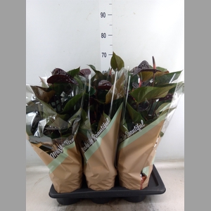 Anthurium andr. 'Beauty Black'