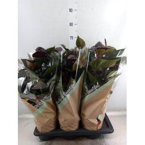 Anthurium andr. 'Beauty Black'