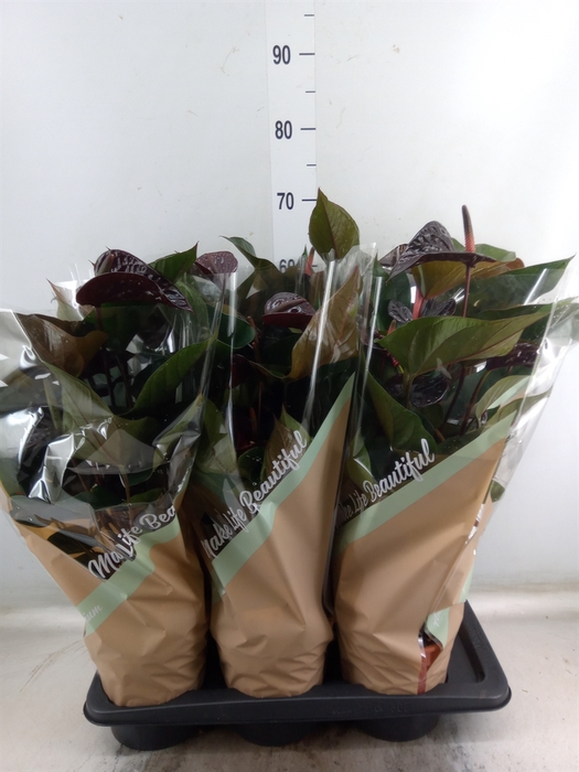 <h4>Anthurium andr. 'Beauty Black'</h4>