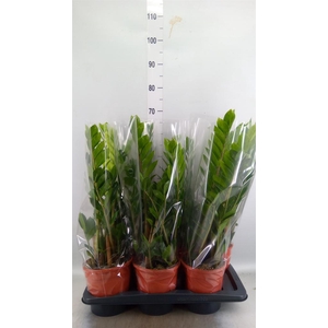 Zamioculcas zamiifolia