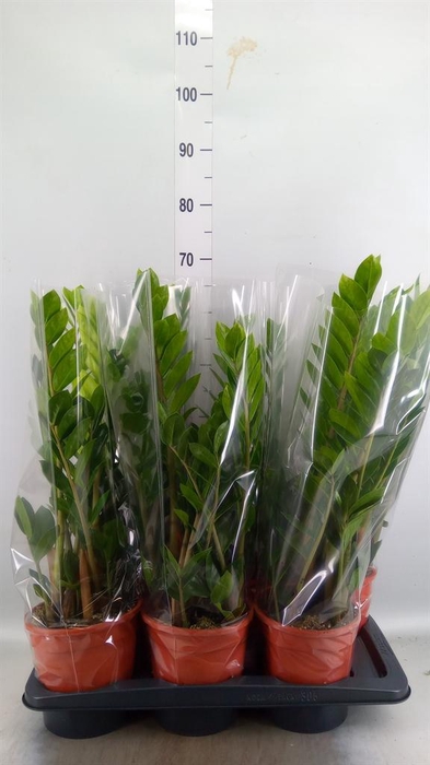 <h4>Zamioculcas zamiifolia</h4>