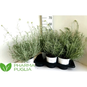 HELICH ITALICUM