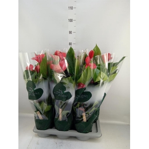 Anthurium andr. 'Melodia Ibis'