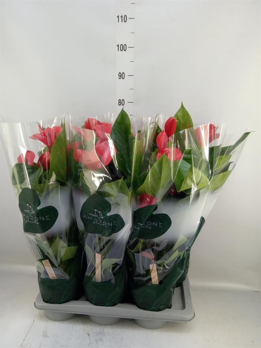 <h4>Anthurium andr. 'Melodia Ibis'</h4>