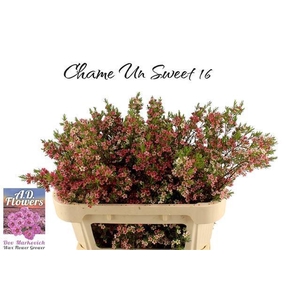 CHAME UN MY SWEET 16