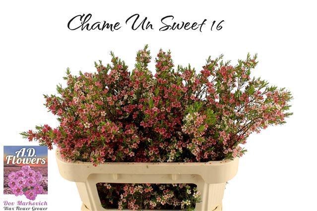 <h4>CHAME UN MY SWEET 16</h4>