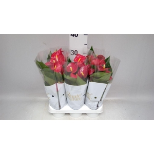 Anthurium andr. 'Micra'