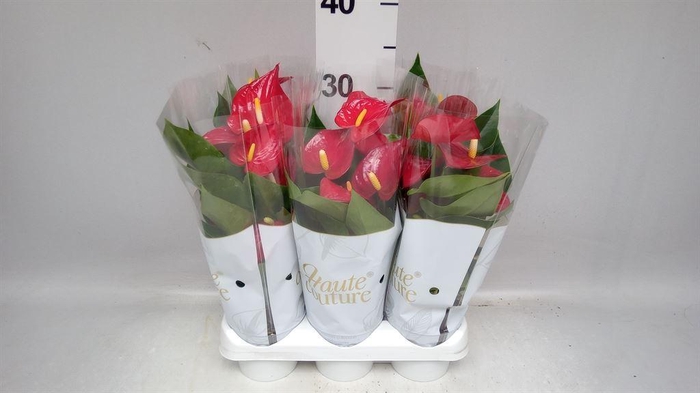 <h4>Anthurium andr. 'Micra'</h4>