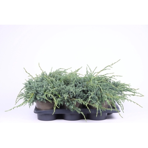 Juniperus squamata 'Blue Carpet'