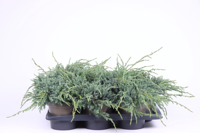<h4>Juniperus squamata 'Blue Carpet'</h4>