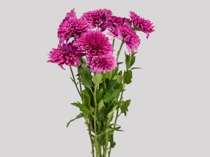 <h4>FLOR DO CAMPO SANTINI QUINTY 080 CM</h4>