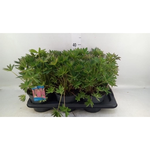 Lupinus polyp. 'Lupini Pink Shades'