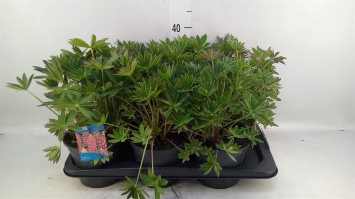 <h4>Lupinus polyp. 'Lupini Pink Shades'</h4>