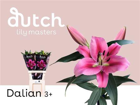 <h4>LI OT DALIAN 3</h4>