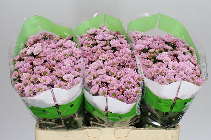 <h4>Sant Rossi Pink</h4>