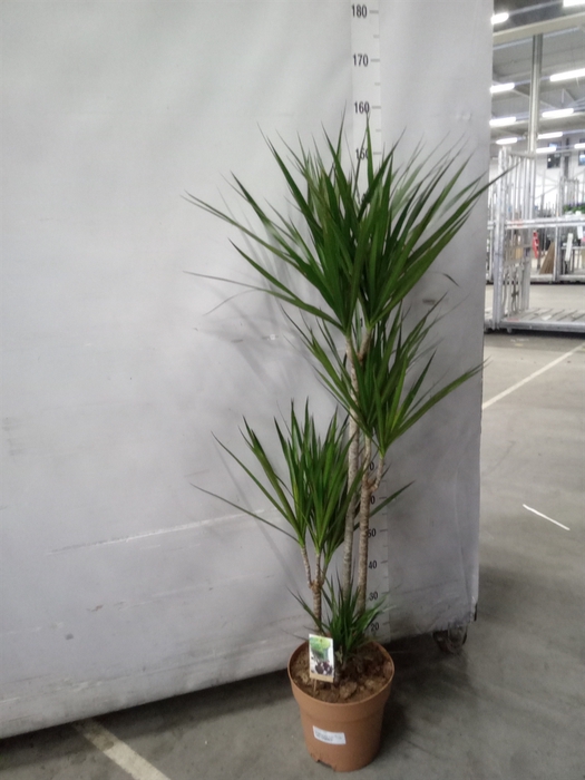 <h4>Dracaena marg.</h4>