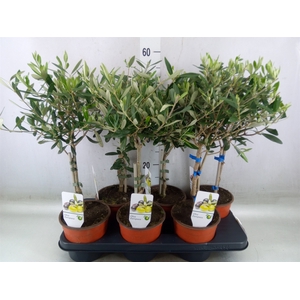 Olea europaea