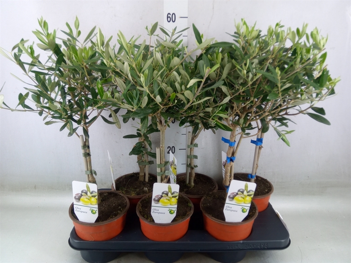 <h4>Olea europaea</h4>