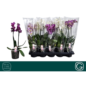 PHAL MF GEM 4 KL