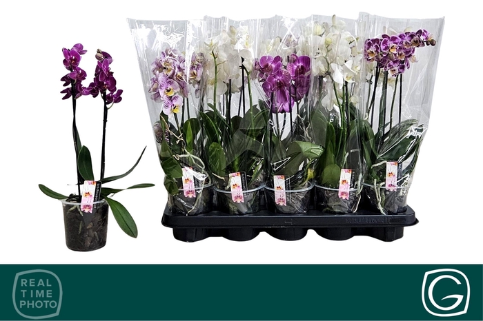 <h4>PHAL MF GEM 4 KL</h4>