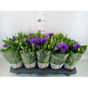 Eustoma russ. DU 'Bolero Dp Blue'