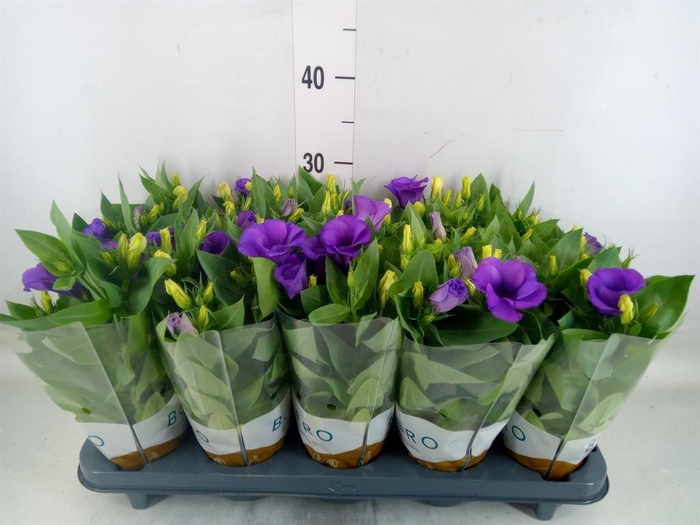 <h4>Eustoma russ. DU 'Bolero Dp Blue'</h4>