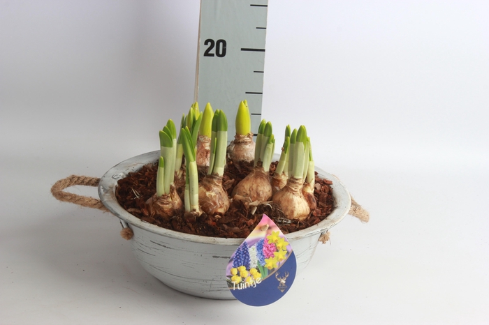 <h4>ARR BOL KNOLGEWAS</h4>