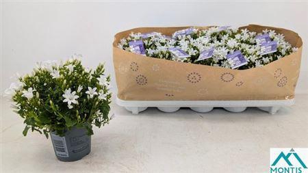 <h4>Camp Portenschlagian</h4>