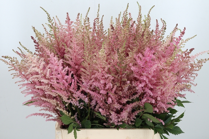 <h4>Astilbe Erika Roze</h4>