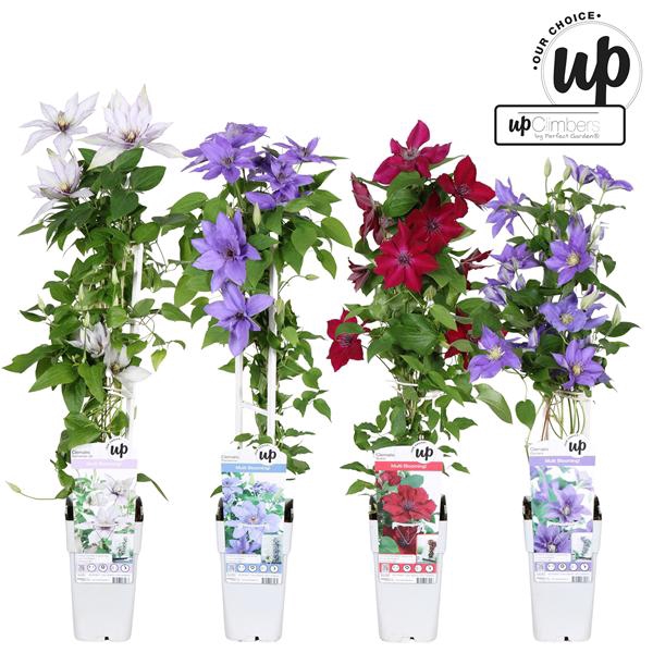 <h4>Clematis Evison Our Choice mix tray P15</h4>
