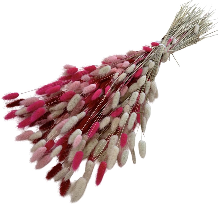 <h4>LAGURUS | BQT LADY MIX | 100 GR | 7</h4>