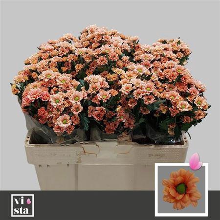 <h4>Chr S Babette</h4>