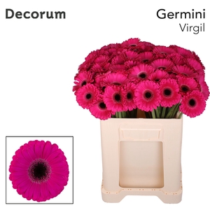 Germini Virgil Water