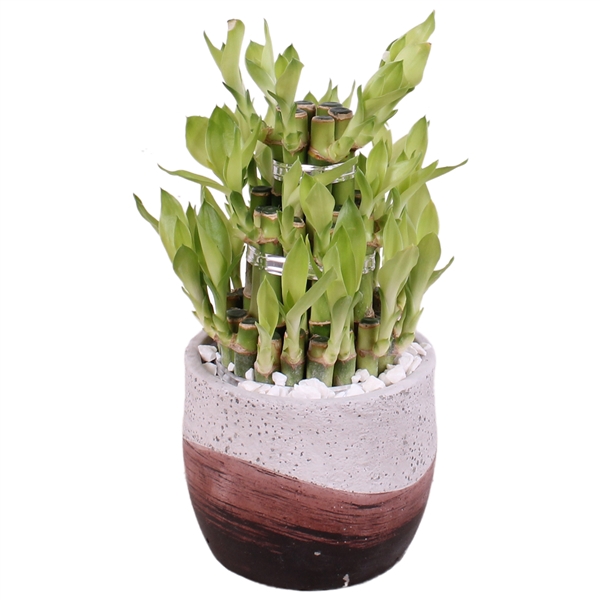 <h4>Lucky Bamboo Shape Round 3S Ø11cm Ceramic NT466</h4>