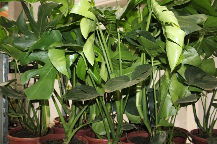 <h4>MONSTERA DELICIOSA P24</h4>