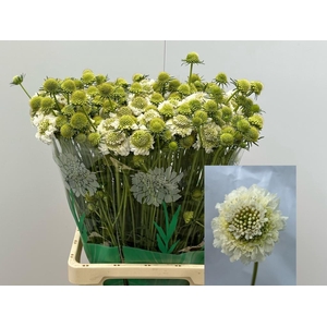 SCAB AT F SCOOP WHIT