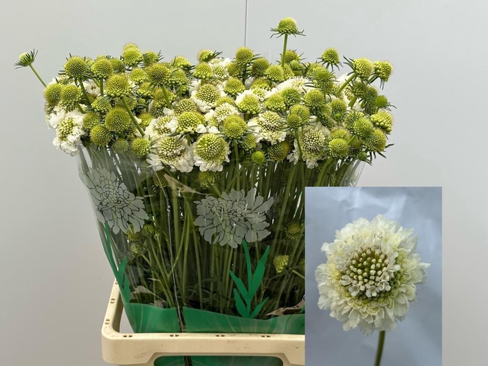 <h4>SCAB AT F SCOOP WHIT</h4>