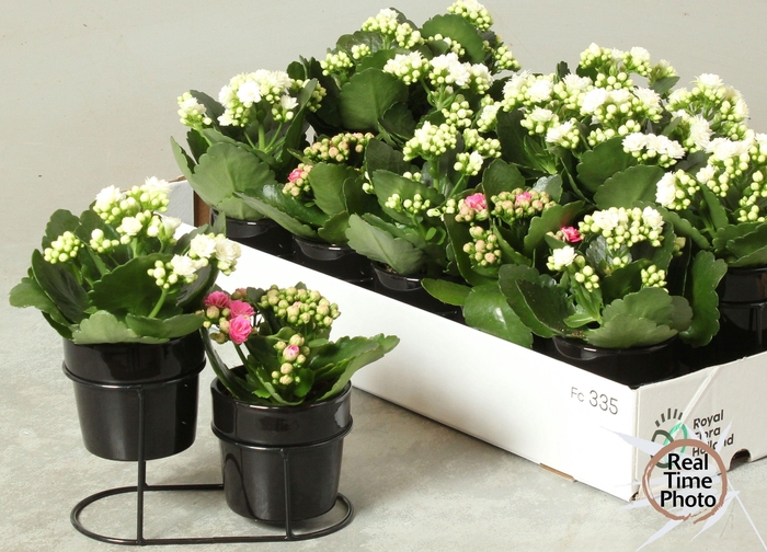 <h4>ARR KAMERPL</h4>