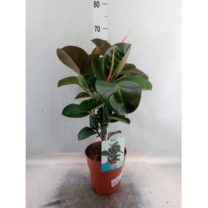 Ficus elastica 'Cloe'