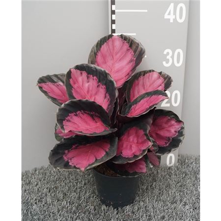<h4>Calathea Roseopicta 'crimson'</h4>